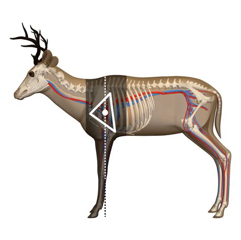 Whitetail Deer Vitals Diagram