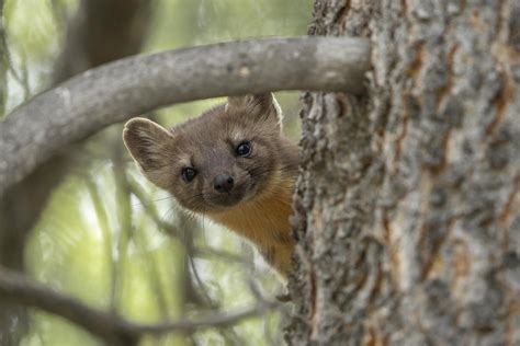 A Curious Pine Marten Peeks From Behind The Trunk Of A Pine Tree While
