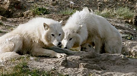 Arctic Wolf Pack Wolf Pups Nursed By Two Mothers Nature Pbs