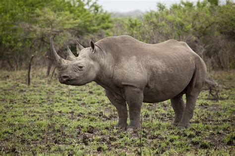 Bod is calculated by peeping a sample of water containing a known amount of oxygen for 5'days at 20°c in bod incubator. The Difference Between The White and Black Rhino ...