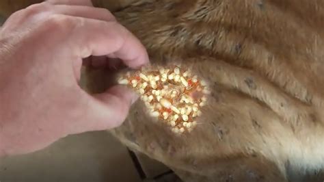 Remove Maggot From Dog Skin Mangoworms Removal 38 Youtube