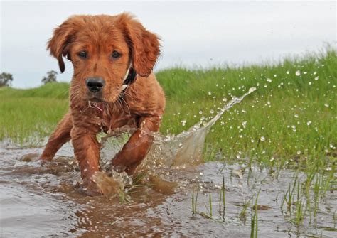 Check out this video and watch the. Baby Xeon @ 15 weeks old (Field GOlden Retriever) | Baby ...