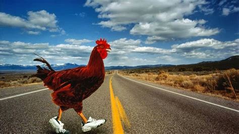 Chicken cross the road jokes. ¿Por qué el pollo cruzó (o no) la carretera?