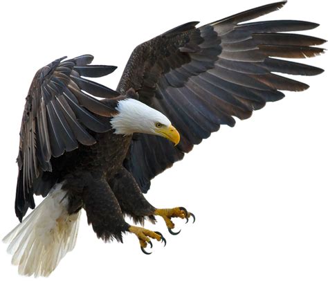 American Eagle Png Free Logo Image