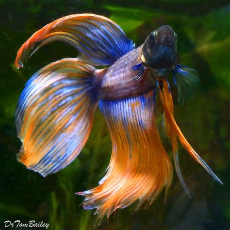 The round tail betta is a fish that has a fully rounded tail with no straight edges. Premium MALE Rare Extremely Unique Betta Fish, 2.5" to 3" long