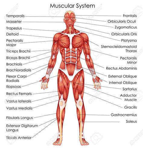 Diagram Of Muscular System Koibana Info Human Muscular System