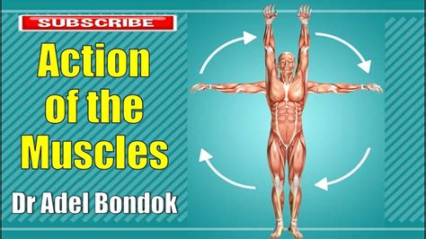 Action Of The Muscles And Movements Of The Joints Dr Adel Bondok Youtube