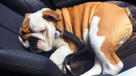 14 Pros And Cons Of Owning An English Bulldog Frenchiewiki