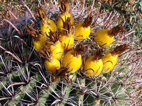 Peyote (lophophora williamsii or lophophora diffusa) is a small, spineless cactus that is found in the southwest united states peyote buttons (protrusions found on the tops of the cactus plants) are usually dried and then chewed. Sword Of Survival: The Barrel Cactus
