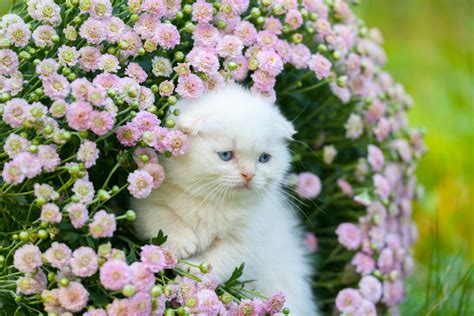 Cute Cat Pictures With Flowers 1800flowers Petal Talk