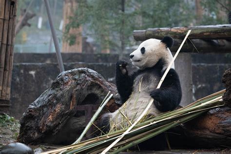 Fu Bao Fu Bao The Giant Panda Was Born In Vienna Zoo Here Flickr