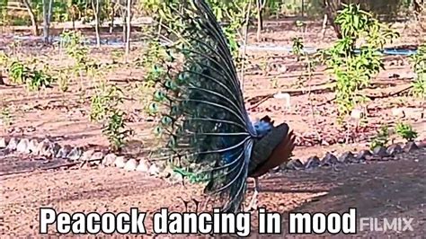 Peacock Dancing In Punit Van Gujarat Youtube