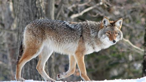 Coyotes On The Move