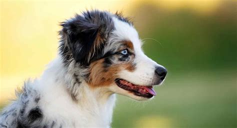 This is why the mini australian shepherd is so popular! Mini Australian Shepherd - The Complete Guide to the ...