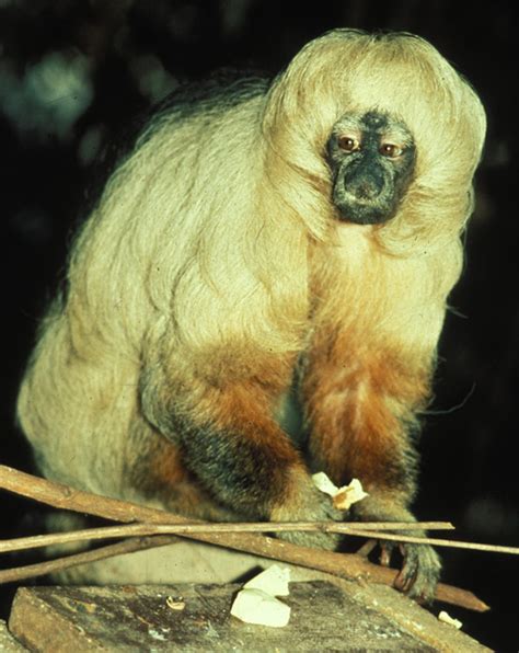 Científicos Descubren Cinco Especies Nuevas De Monos Cabelludos En La