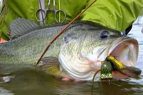 How To Catch More Largemouth Bass In Florida By Ioutdoors