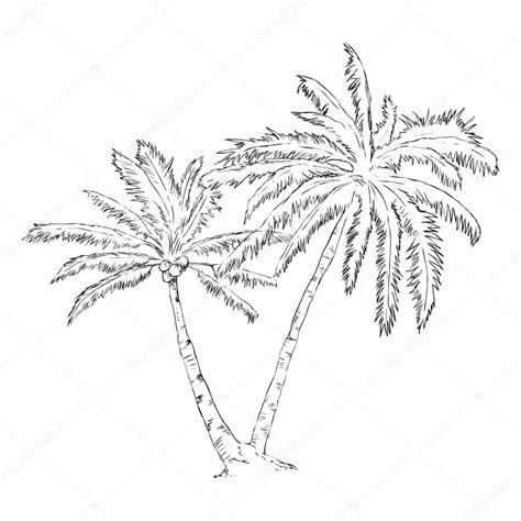 List 93 Pictures Outline How To Draw A Palm Tree Sharp
