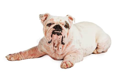Dog With Skin Infection Stock Image Image Of Irritation 60226969