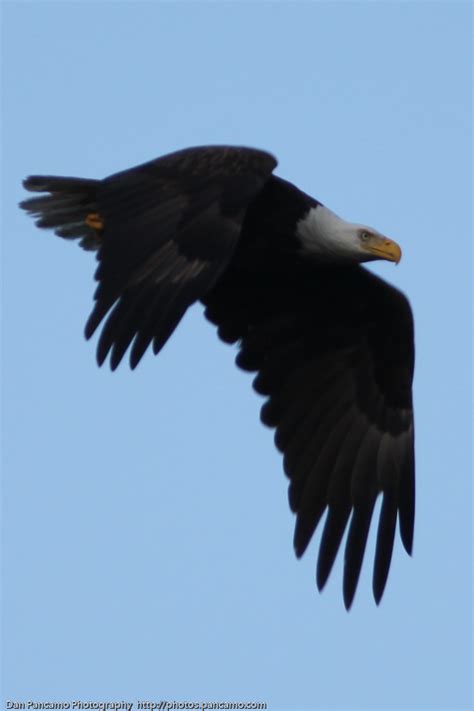 Baytown Bald Eagles March 15th View On Black Dan Pancamo Flickr