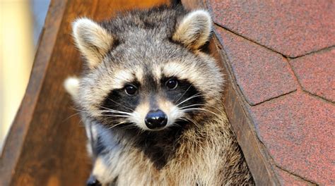 What Are The Most Common Nuisance Animals In Oklahoma Daily Rx