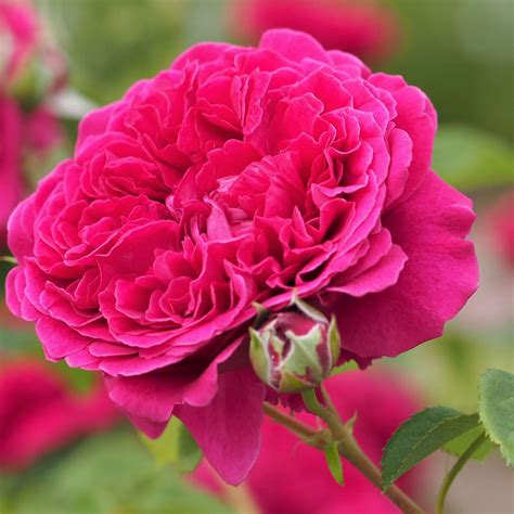 William Shakespeare 2000 Floribunda Rose Famous Roses
