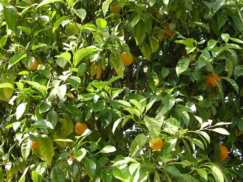 Imageafter Photos Orange Tree Oranges On Tree Leaves Green