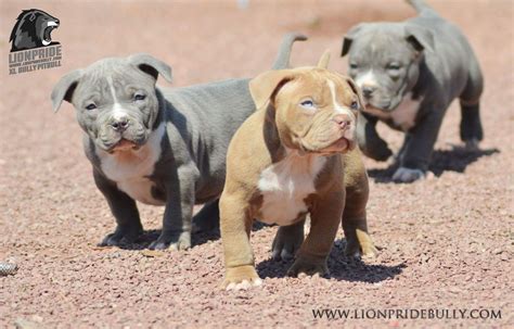 We are a family owned and operated breeder of quality bully puppies. Chiot puppy puppies American bully Giant XL XXL Bully ...