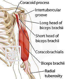 Muscle diagram labeled back world of reference. Muscles of the Shoulder & Arm | ShoulderDoc | Shoulder muscles, Biceps brachii