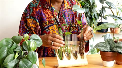 Plantnet is our number one pick for a totally free plant identification app. Live Encore: Grow Your Plant Family With Propagation ...