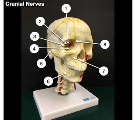 Skull W Cranial Nerves Anteriorand Superior View Flashcards Quizlet