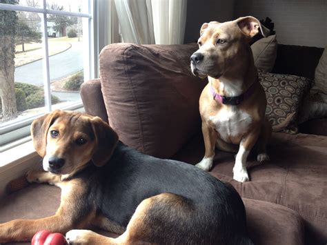 Temperament of beagle pitbull mix. Beagle mix and Corgi Pitbull puppies. Loves of our lives