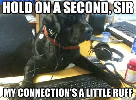Dogs At Work Memes Fridayfrivolity Munofore