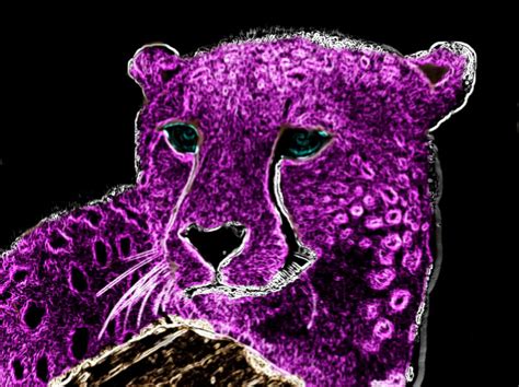 44 Purple Cheetah Print Wallpaper Wallpapersafari
