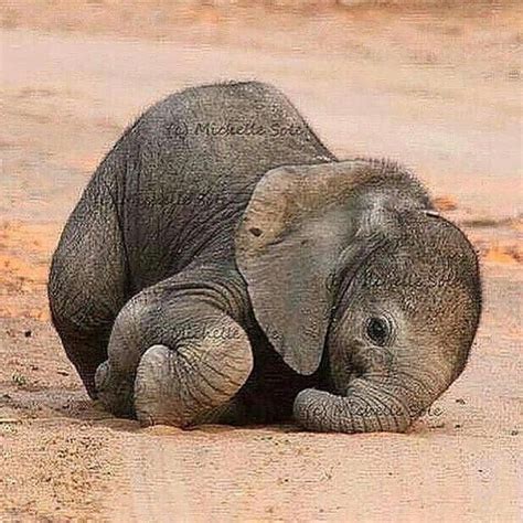 Nature Awesome Travel Earth On Instagram Baby Elephant