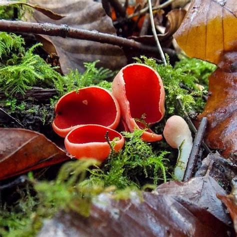 Midwinter Fungi At Its Finest Scarlet Elf Cups Sarcoscypha Austriaca