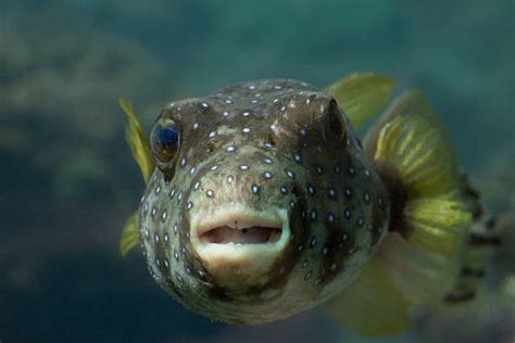 Smooth Pufferfish Stock Photos Pictures And Royalty Free Images Istock