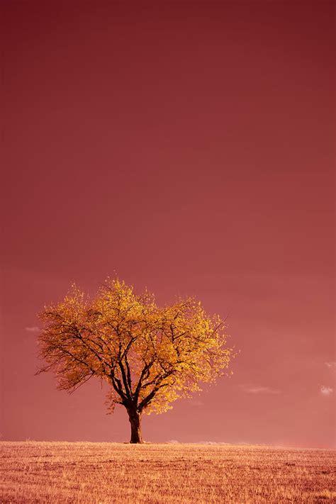Tree Field Horizon Pink Hd Phone Wallpaper Peakpx