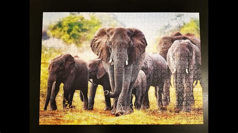 1000 Pieces Elephant Jigsaw Puzzle Time Lapse Youtube