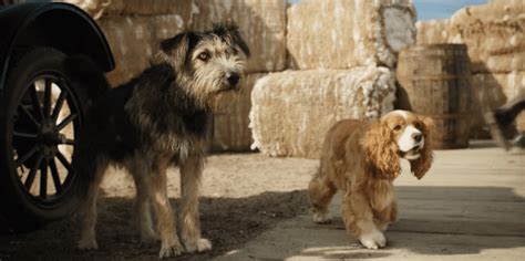 Disney Live Action Reimagining Of ‘lady And The Tramp Debuts First
