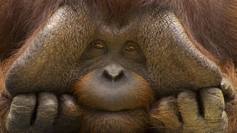 Nature Animals Orangutans Face Sad Eyes Hand