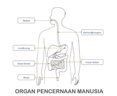 Diagram Dan Penjelasan Fungsi Organ Pencernaan Pada Manusia