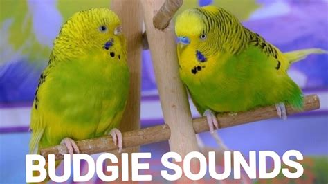 Singing Budgie Happy Song Most Beautiful Budgie Songs Ever