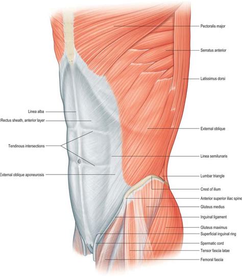Abdominal Muscle Anatomy Male Muscles Of The Anterior Abdominal Wall