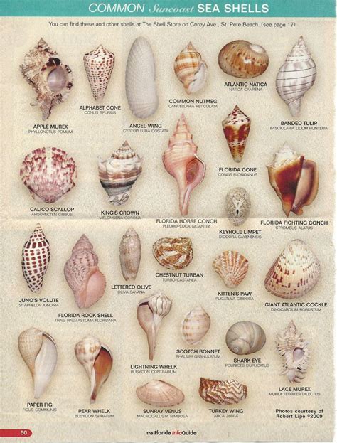 Seashell Find Yours Sea Shells Diy Shells And Sand Sea Shells