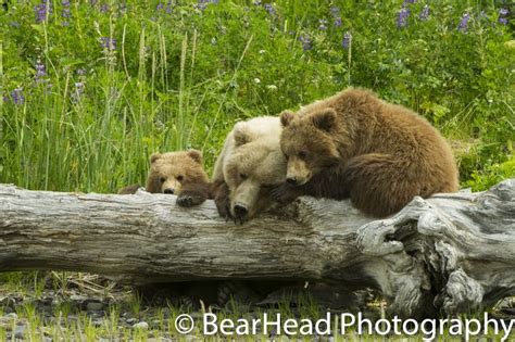 A Mother And Her Cubs Sleep Together Peacefully On A Log Blog Photography Photography Brown