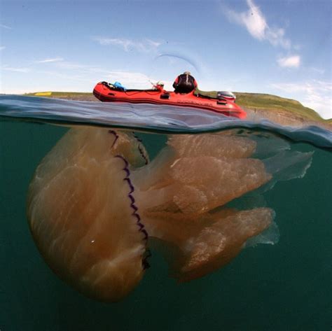 Самая большая медуза в Британии Zefirka