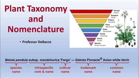 Plant Taxonomy And Nomenclature Youtube