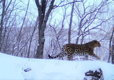 Amur Leopard Conservation Wildcats Conservation Alliance