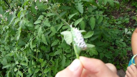 Hornworm Tomato Caterpillar With Braconid Wasp Larvas Youtube