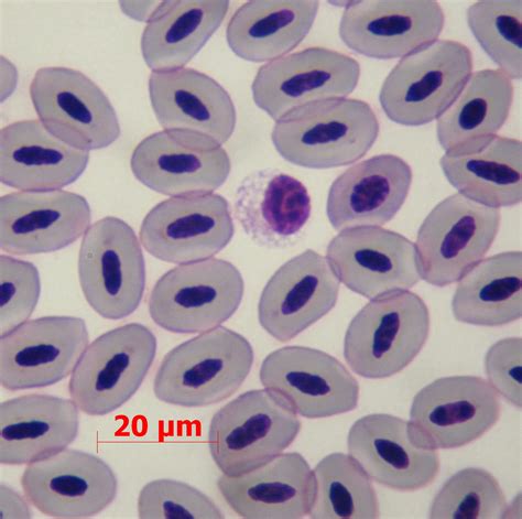 Thrombocyte Zoo Hematology
